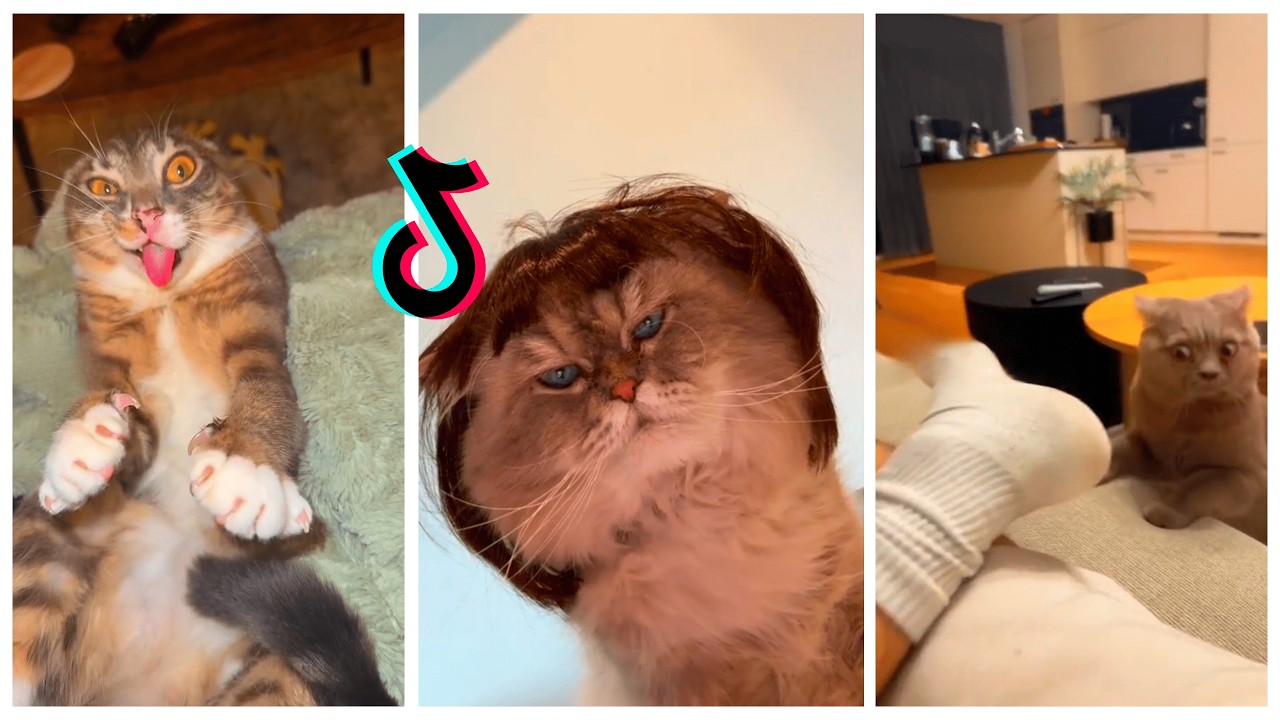 You will definitely smile! The cutest kittens of 2026 🤣😻