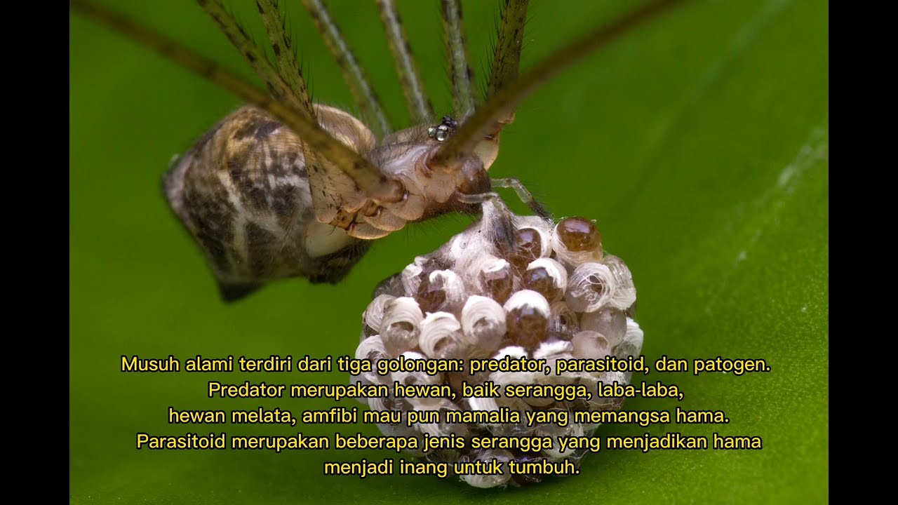 Musuh Alami Yang Perlu Kita Ketahui