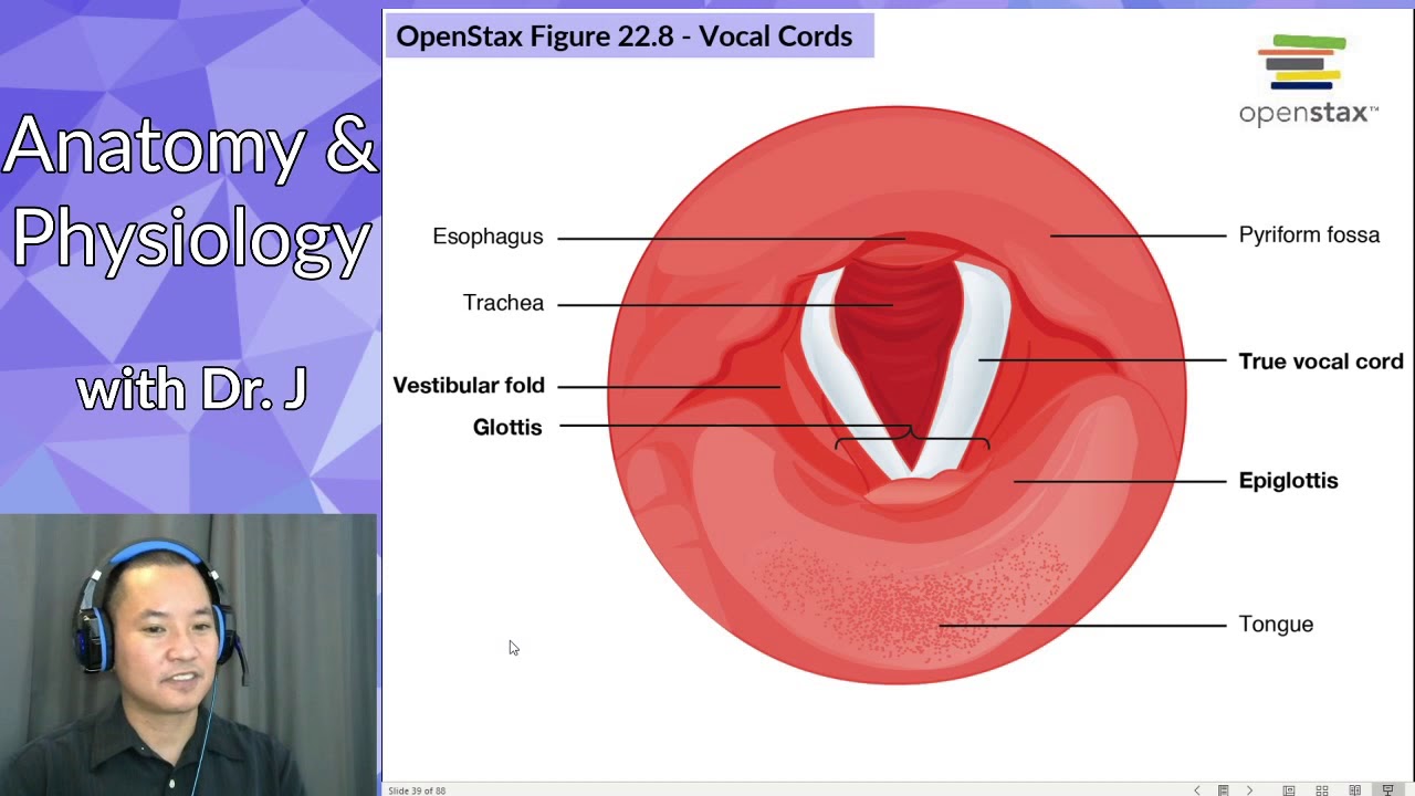 PHYL 142 | Respiratory | Larynx, Vocal Cords & Glottis