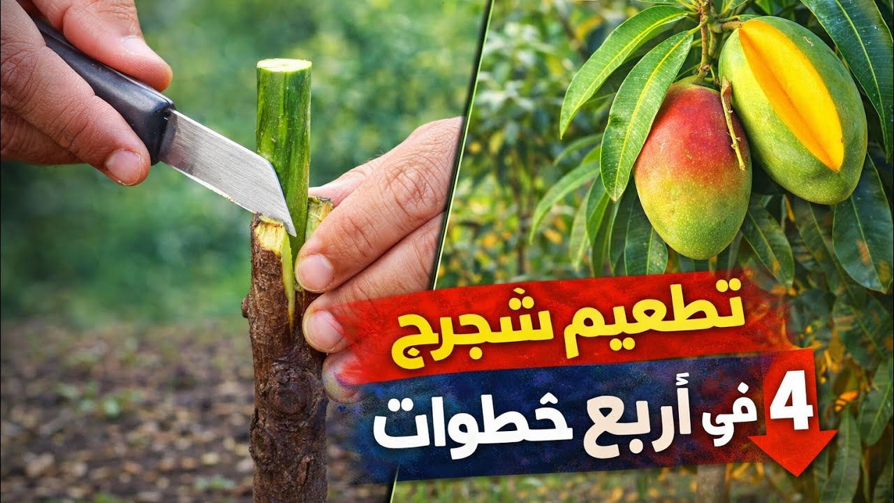 تطعيم شجرة مانجو في اربع خطوات خطوة بخطوة