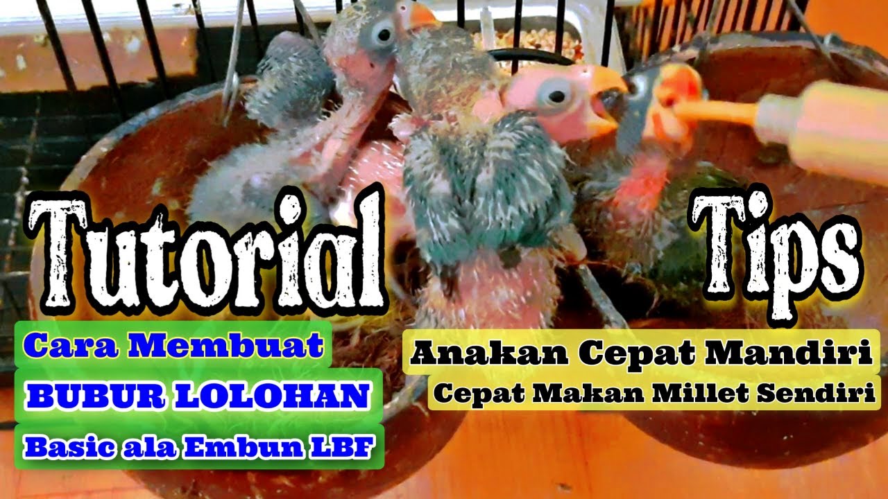 Cara Membuat Bubur Lolohan Lovebird, Tips Agar Anakan Burung Lovebird Cepat Makan Millet Sendiri