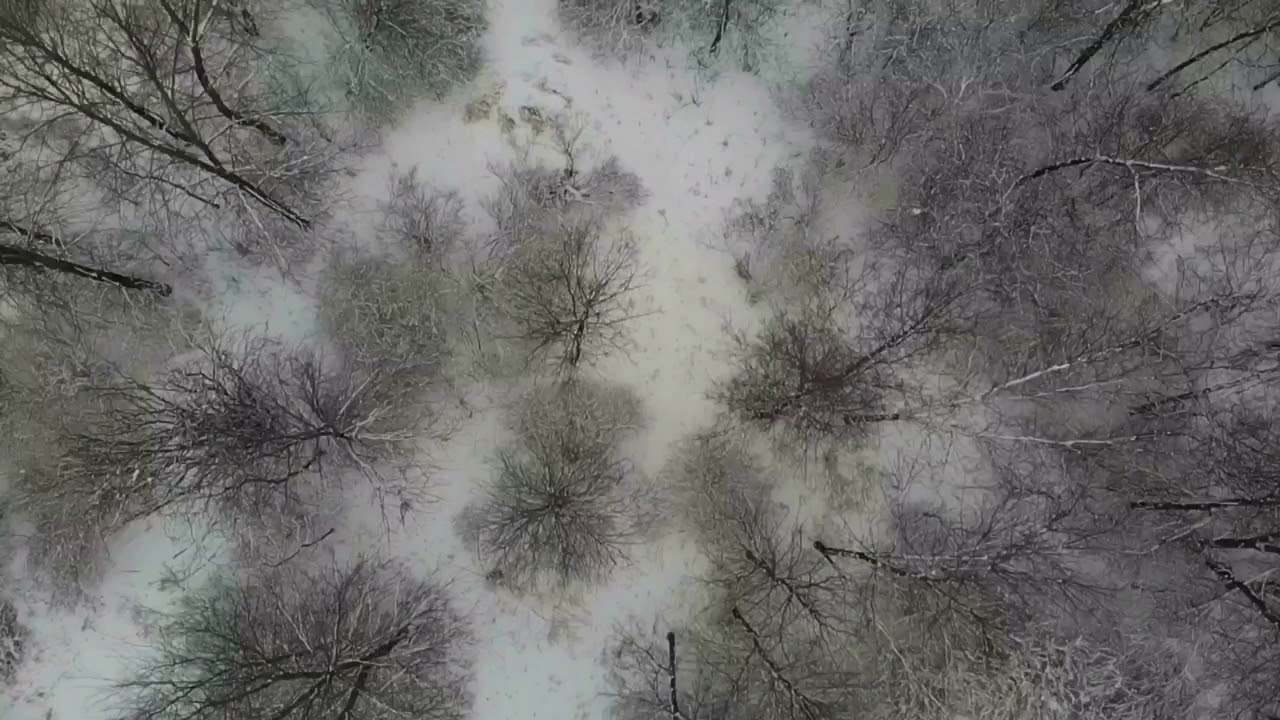 Snowtrees