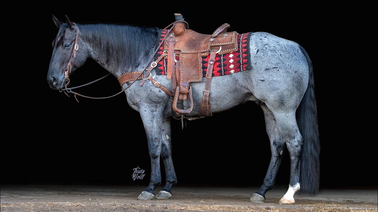 Bluejay 2017 AQHA Blue Roan Gelding