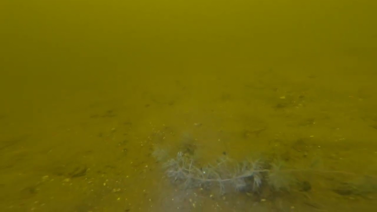 Jezioro Kierskie Sztela 1. Bardzo dobre miejsce na karpia głębokość około 5 m.