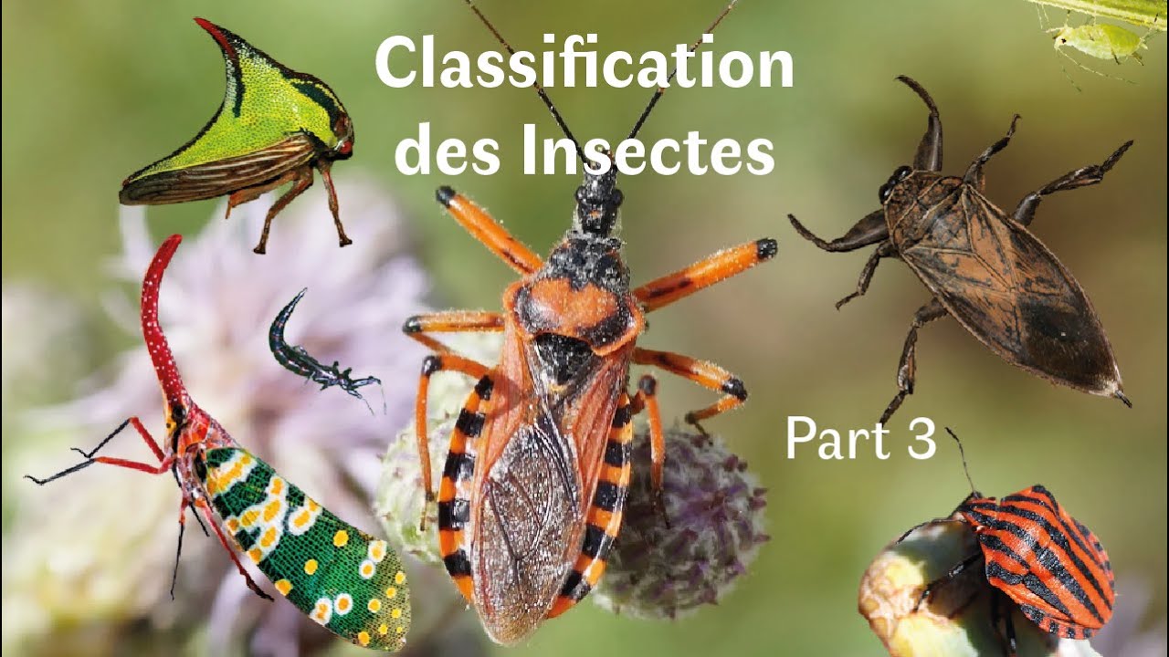 Classification des Insectes (Punaises, Cigales, Poux & Cie) - Zoologie