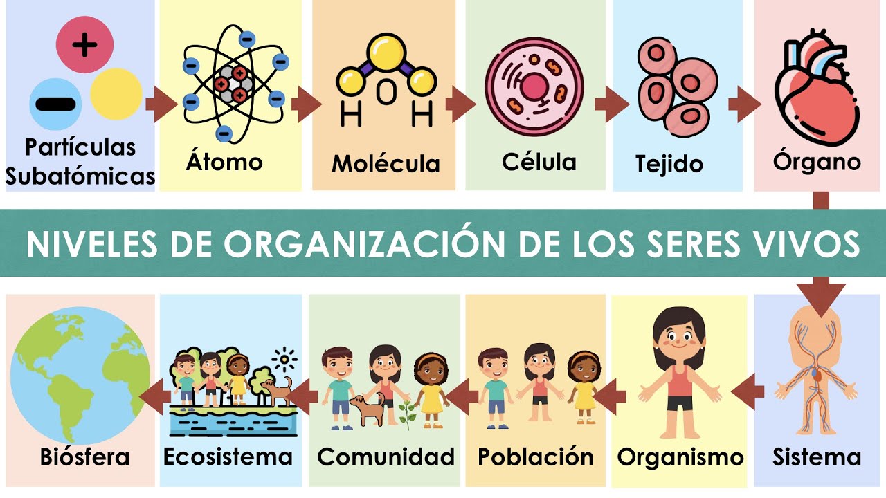 Niveles de organización de los seres vivos con ejemplos 🌱🐈