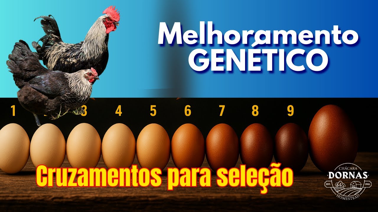 Cruzamento na Prática: Backcross + Inbreeding para Ovos Mais Escuros