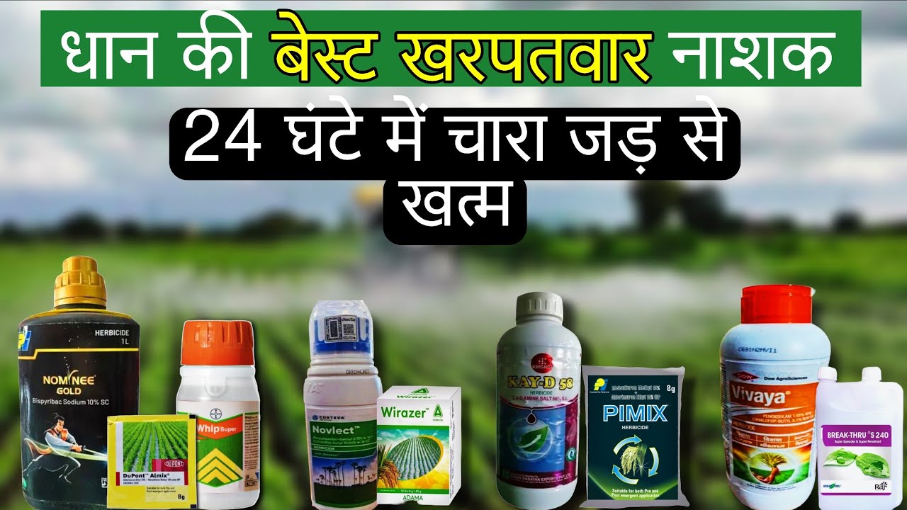 Dhaan ke liye best kharpatwar nashak | धान के लिए बेस्ट खरपतवार नाशक दवाई | Paddy Best Harbicide