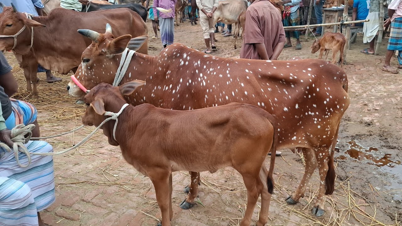 আজ ১৪/৩/২৬ | কমদামের মধ্যে বাছুরসহ গাভী গরুর দাম জানুন | কাহারোল হাট 
