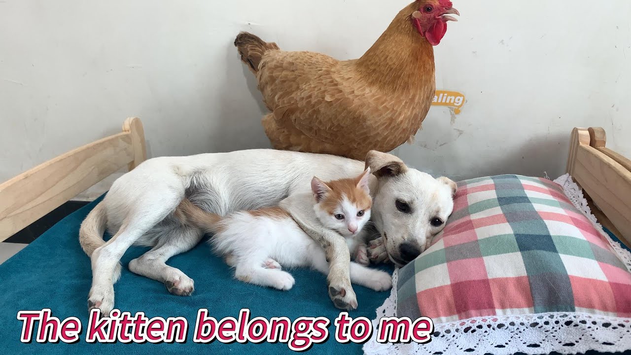 So funny! The puppy forced the kitten to sleep with him and did not allow the hen to hug the kitten