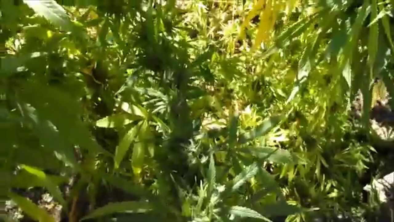 Outdoor Kush Strain Harvest Delayed due to Indian Summer Heat.