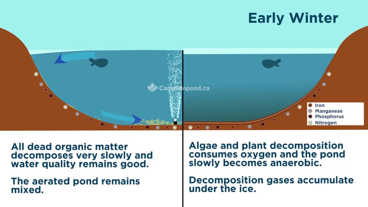 Aerated Pond vs Non-Aerated Pond