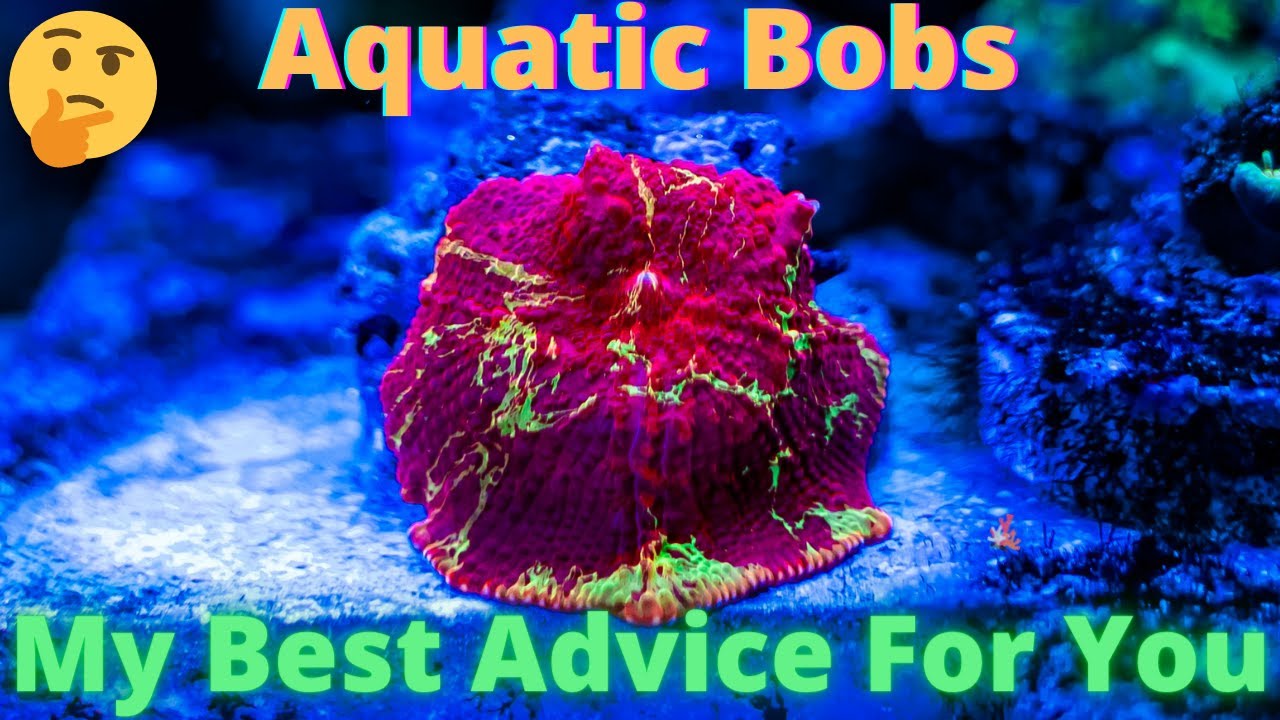 My best advice for keeping an Amazing Reef Tank - Aquatic Bobs