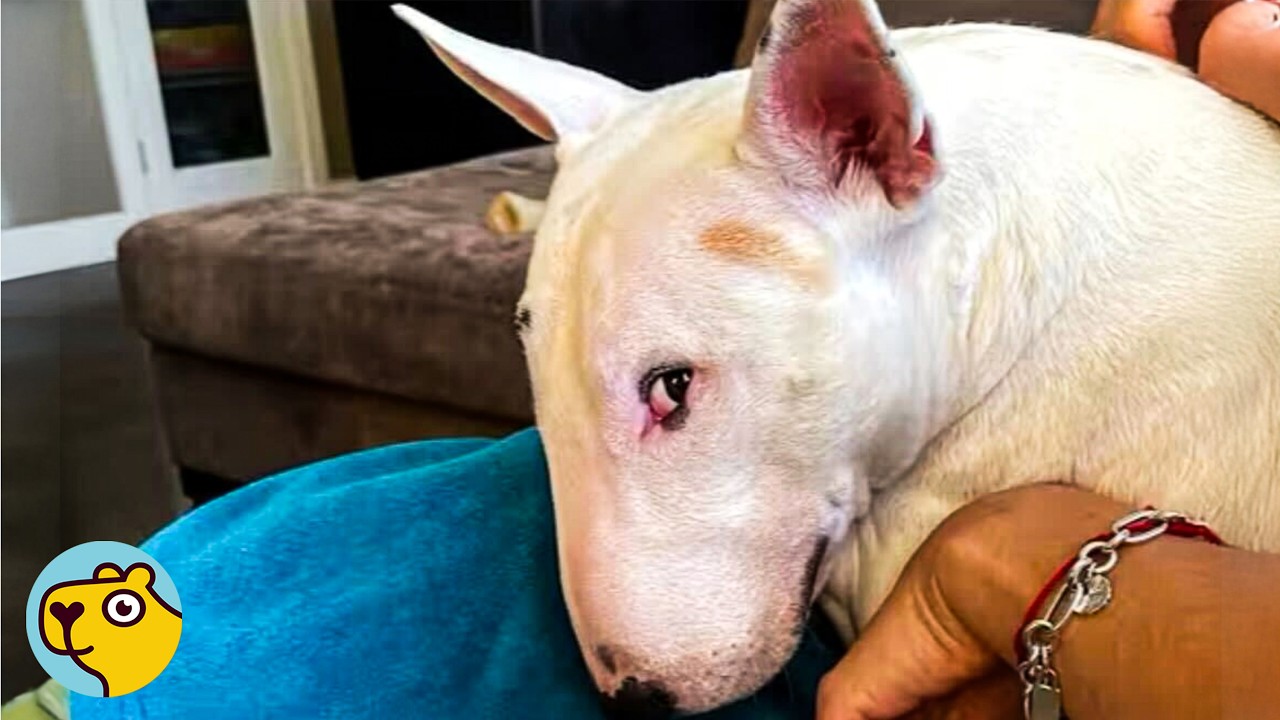 Spicy Bull Terrier Causes Chaos and Makes His Mom Laugh Every Day