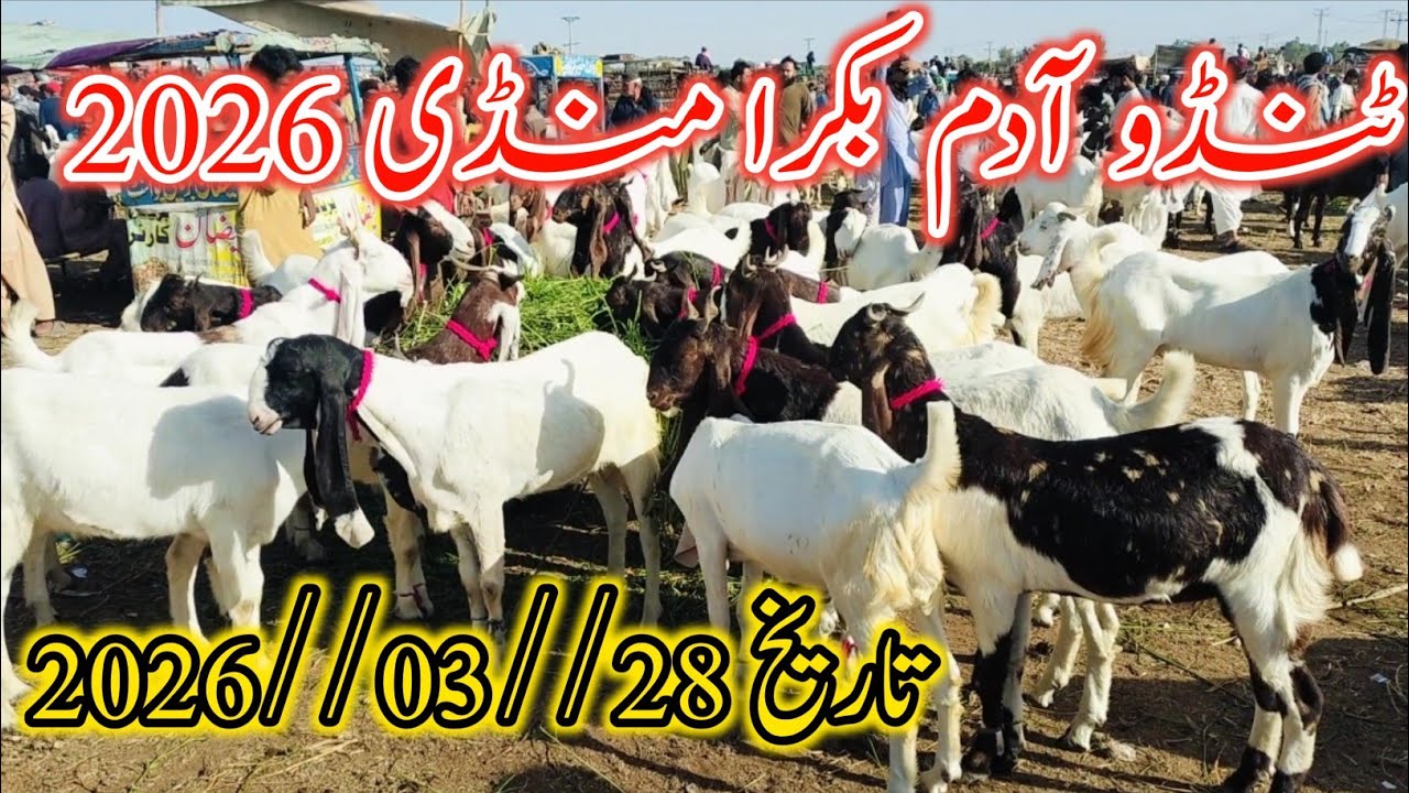 Tando Adam Bakra Mandi | Qorbani Eid 2026 Latest Update 