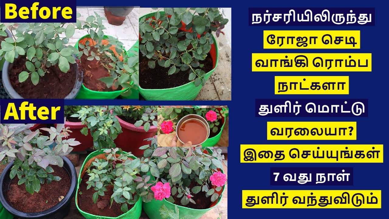 ரோஜா செடி வாங்கி பூ வரவே இல்லையா இதை செய்துபாருங்கள் நிறையபூக்கும்|rose plant after repot fertilizer