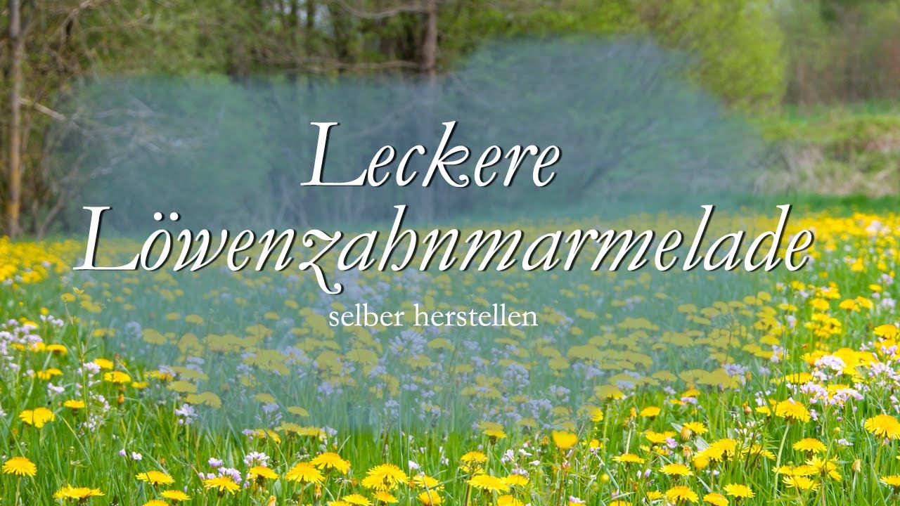 Leckere Löwenzahnmarmelade selber herstellen, Die gesunde Blüte des Löwenzahns nutzen, Brotaufstrich