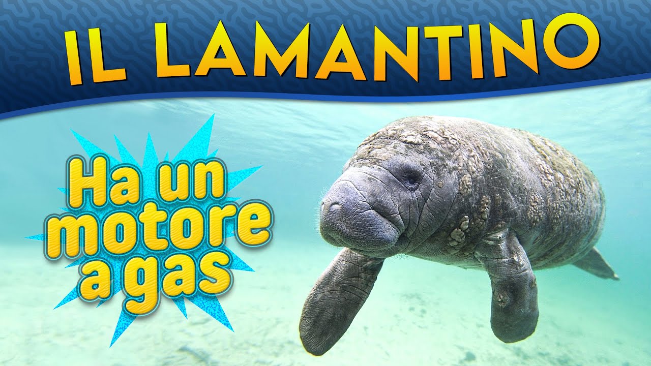 Il Lamantino: ha un motore a gas ► Puntata 123