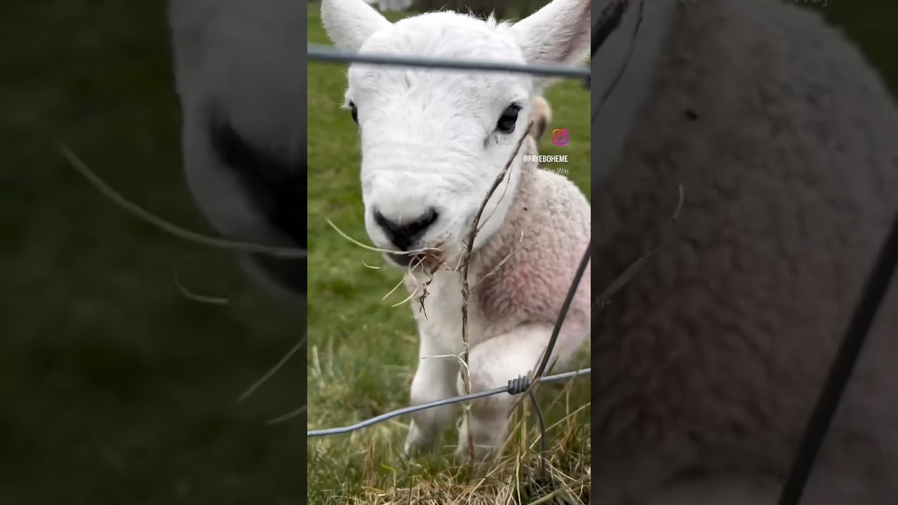 Lamb Spring in Ireland 🤍 #ireland #donegal #travel #lamb