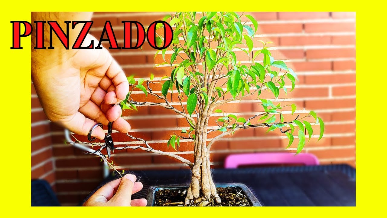 🪓Como PINZAR un FICUS en casa // Retroceder la BROTACIÓN en un Ficus