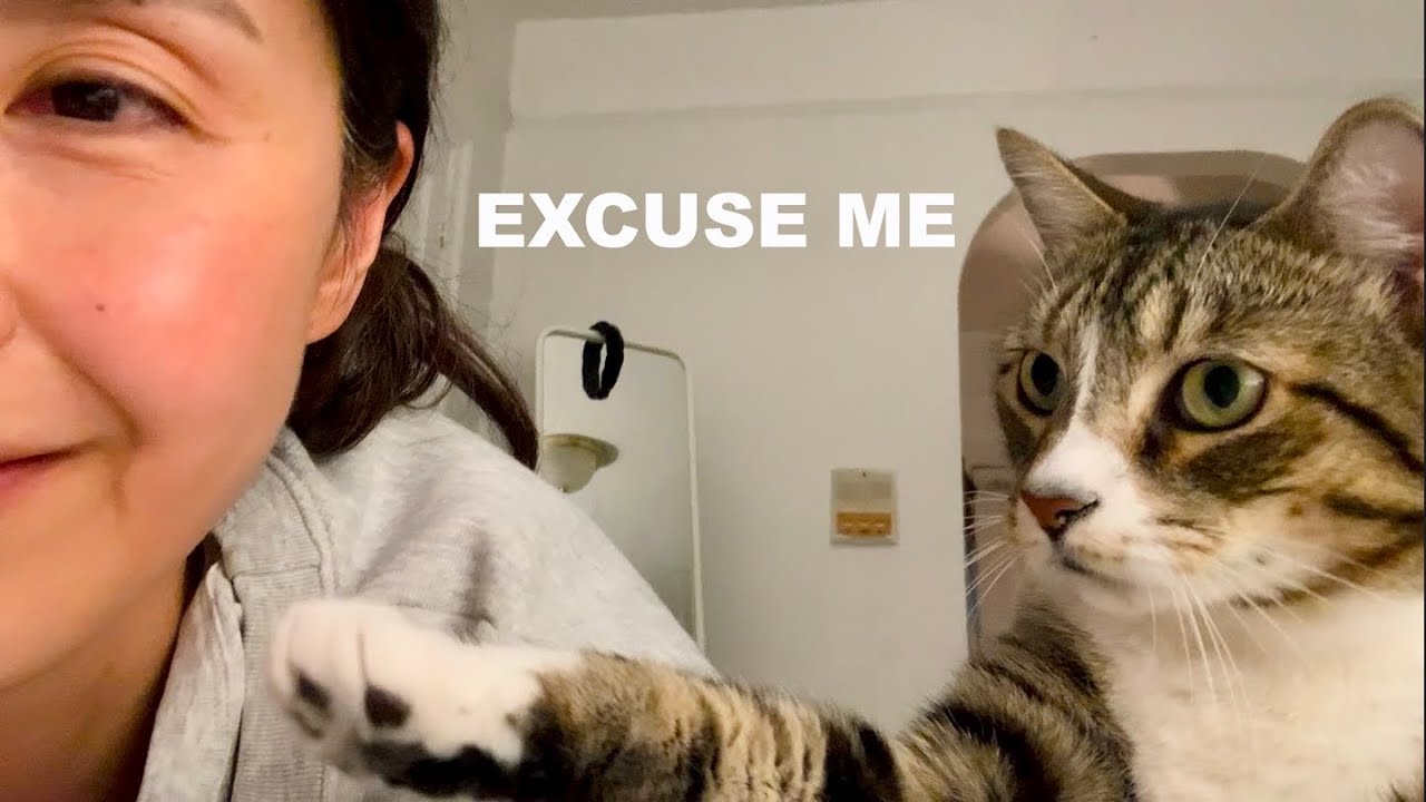 Мне есть что сказать, мяу 😸