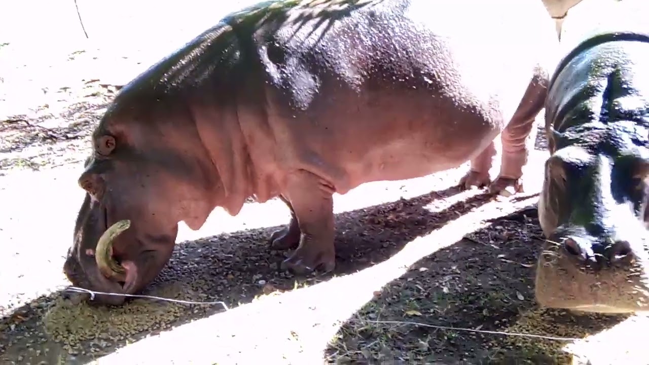 Hippos 🦛🦛 at Zoo @ Haller Park Mombasa 
