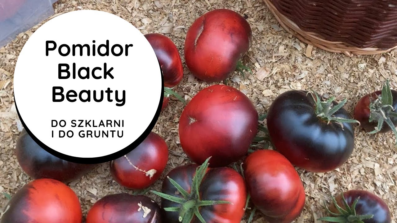 Black Beauty👌 przydymiony-czarny, odporny, soczysty pomidor,🍅 do uprawy w gruncie i pod osłonami