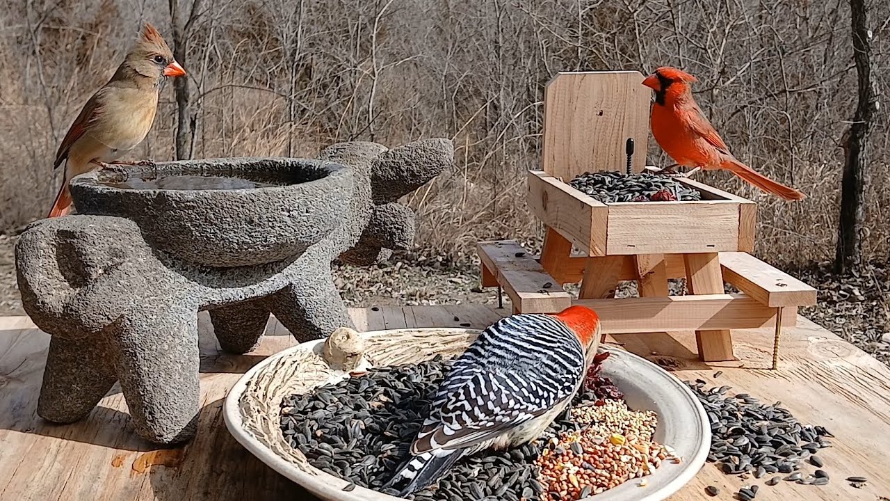 Relaxing birds of the Midwest 