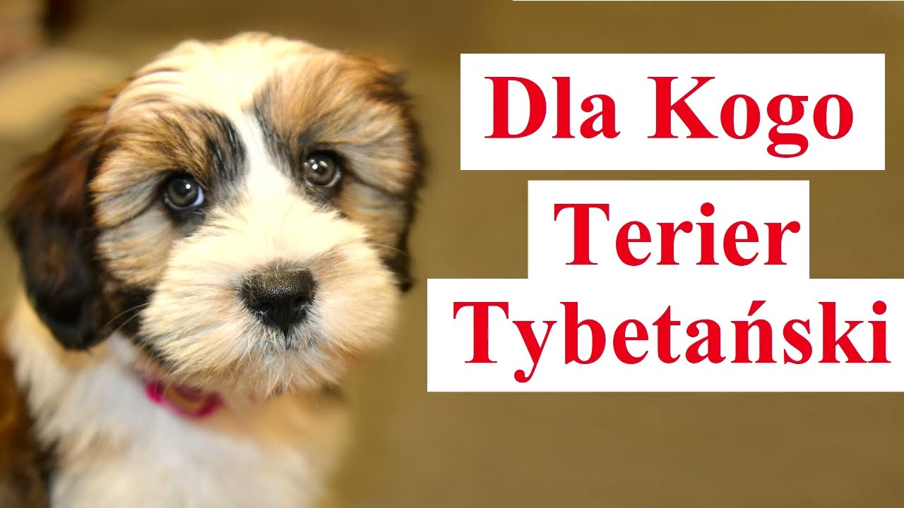 Dla Kogo Terier Tybetański
