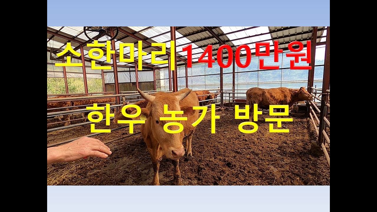[한우수정사] 한우 한마리1400만원 출하 농장 방문