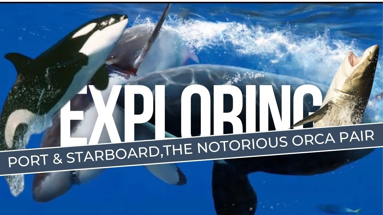 Port & Starboard, The Notorious Orca Pair