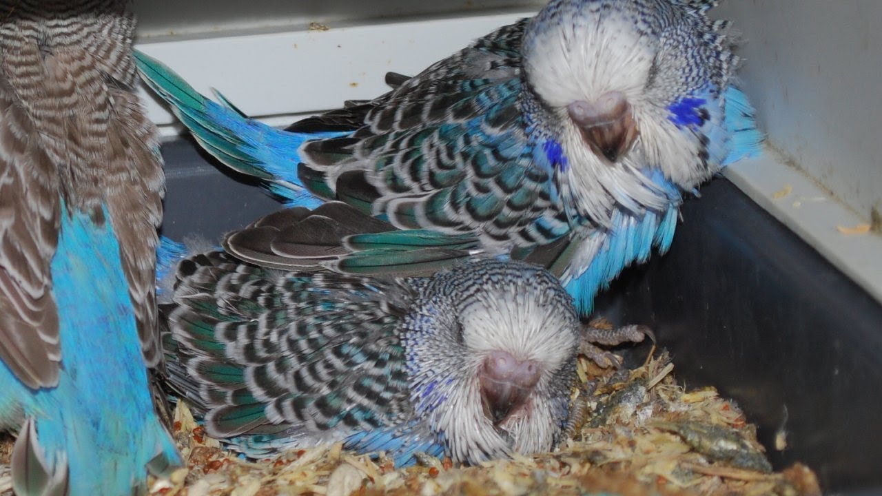 Wellensittichzucht bei Heinz Muntz. Budgerigar breeding, grasparkiet fokken.