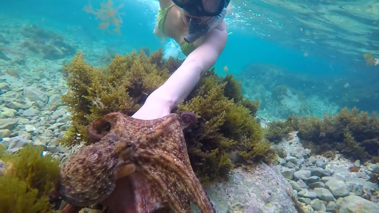 Swimming With a Friendly Octopus