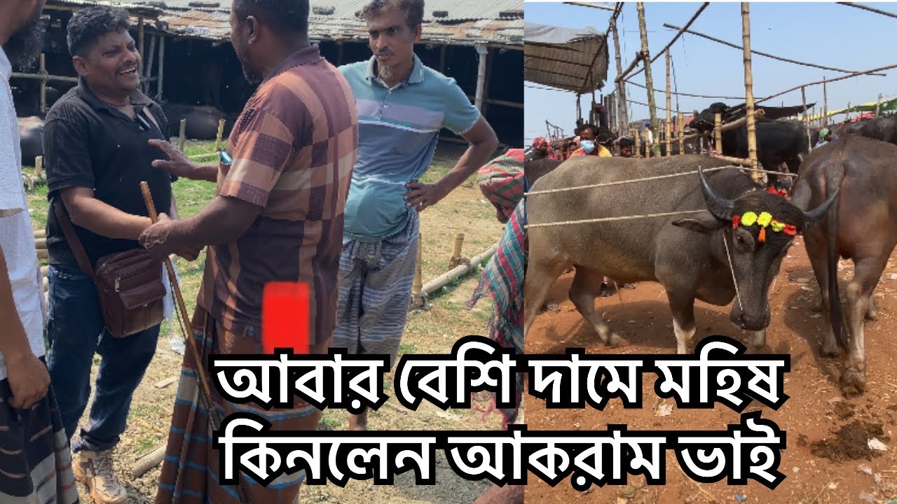 আকরাম ভাইয়ের গরু মহিষ দরদাম | সিটি হাট রাজশাহী 
