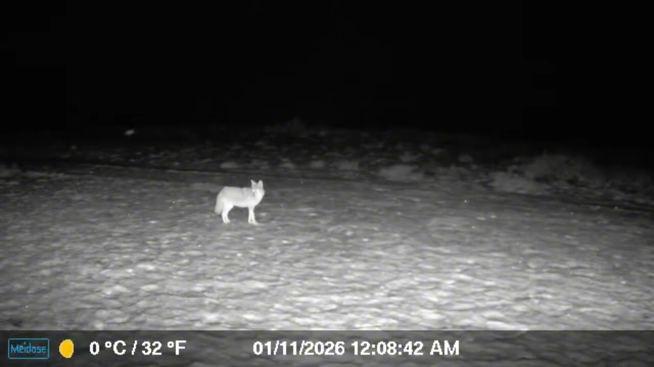 The chase - coyote vs doe