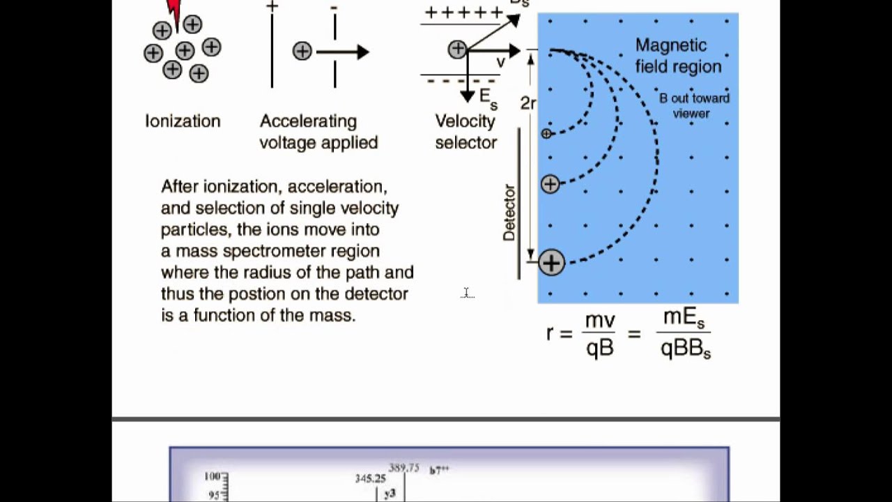 Mass Spec. & Ave. Weights