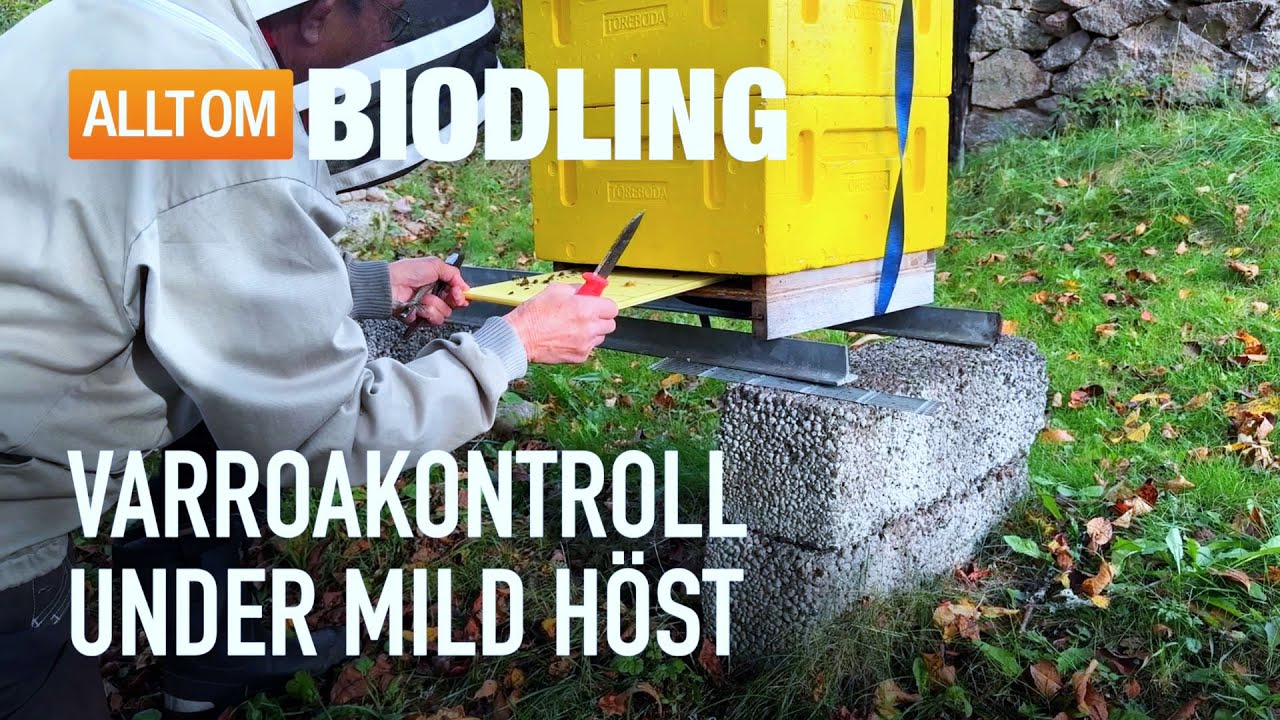Varroakontroll under mild höst | Bihälsa, Biodling
