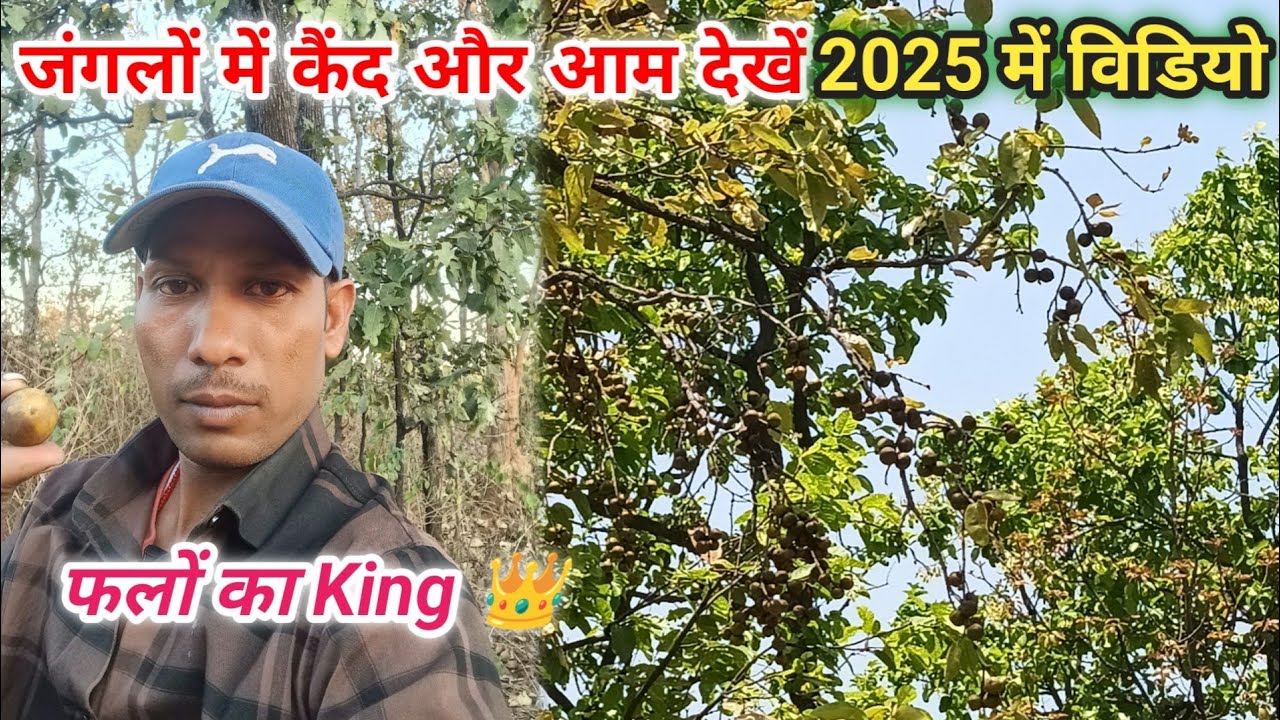 जंगलों में कैंद और आम देखें 🤔🫣 || 2025 के video|| पहाड़ में देखने को मिला || vlogs video