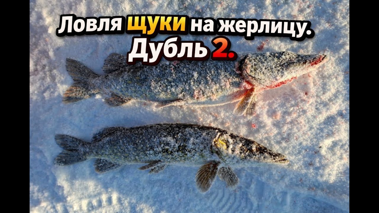 Ловля щуки на жерлицу. Дубль-2. Зима,лёд и азарт. Līdaku cope uz ūdas. Dublis Nr.2.