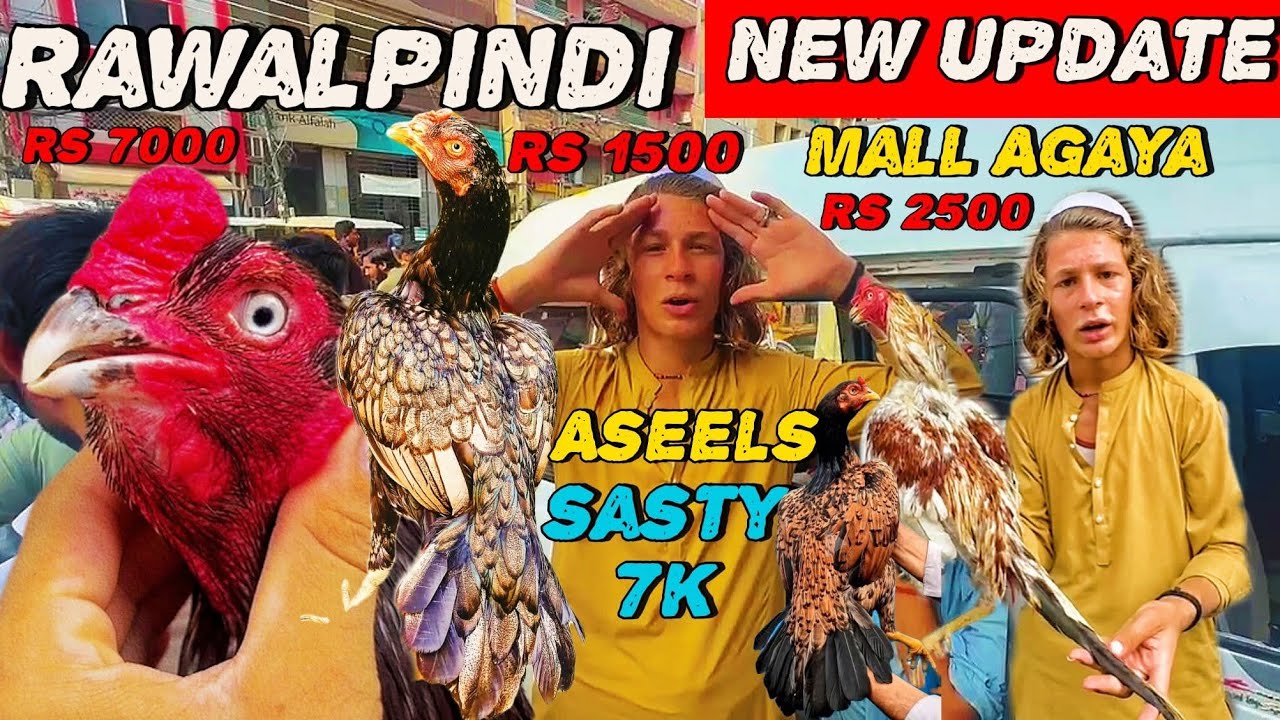 Friday Aseel Murga Mandi Rawalpindi😍 | Aseel Update & Info || Asian Aseel