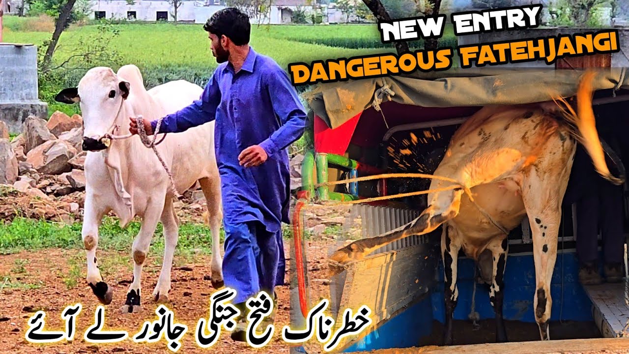 Dangerous 🥵 Fatehjangi Janwar Le Aye New Entry | Bakra Eid Qurbani Vlogs #mbvlogs 