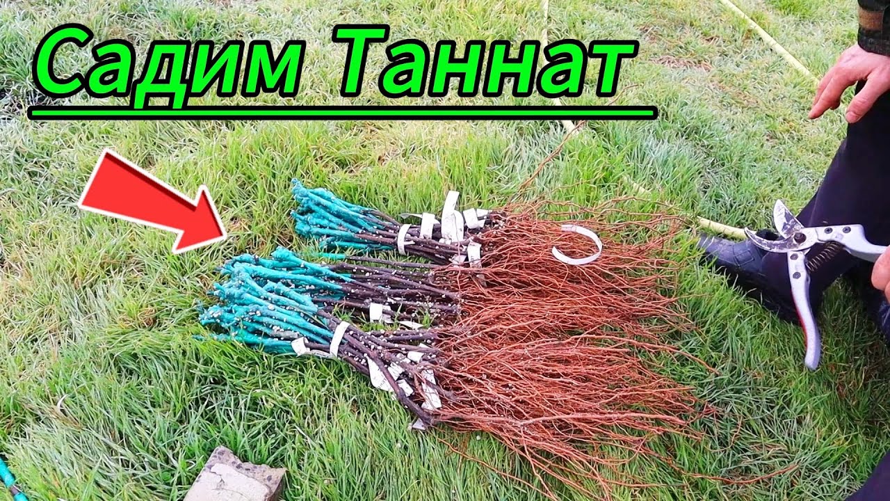 Садим Таннат. Осуществил мечту!