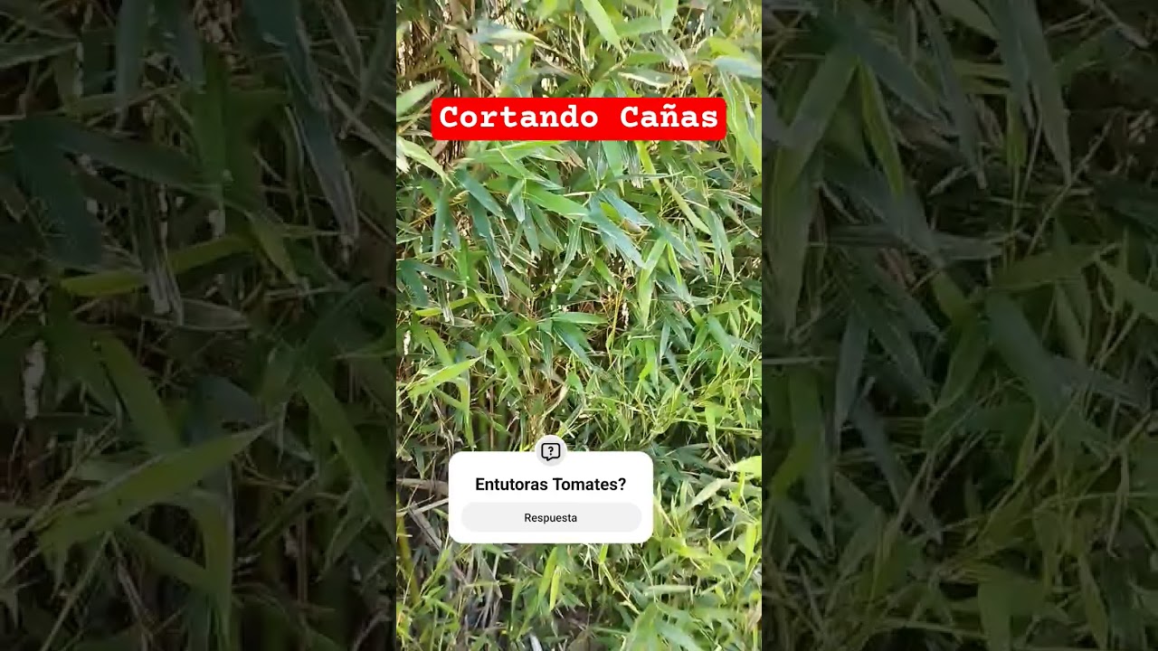 Tomates con cañas para Entutorar