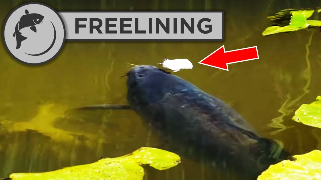 How To Catch Carp With The Simplest Tactic EVER