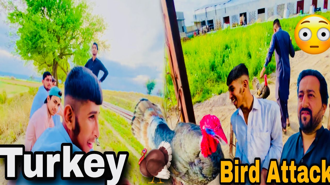 Turkey bird nay attack Diya 😳 🦃 