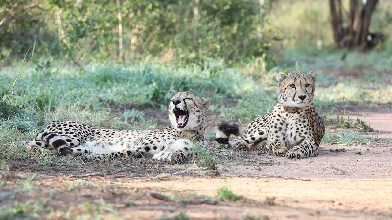 Karingani Welcomes New Cheetahs