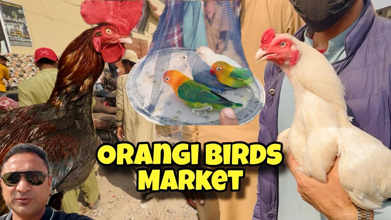 Orangi Nishane haider Exoctic Bird market ❤️| Nasli parindo ki shandaar market | Animal Shokeen