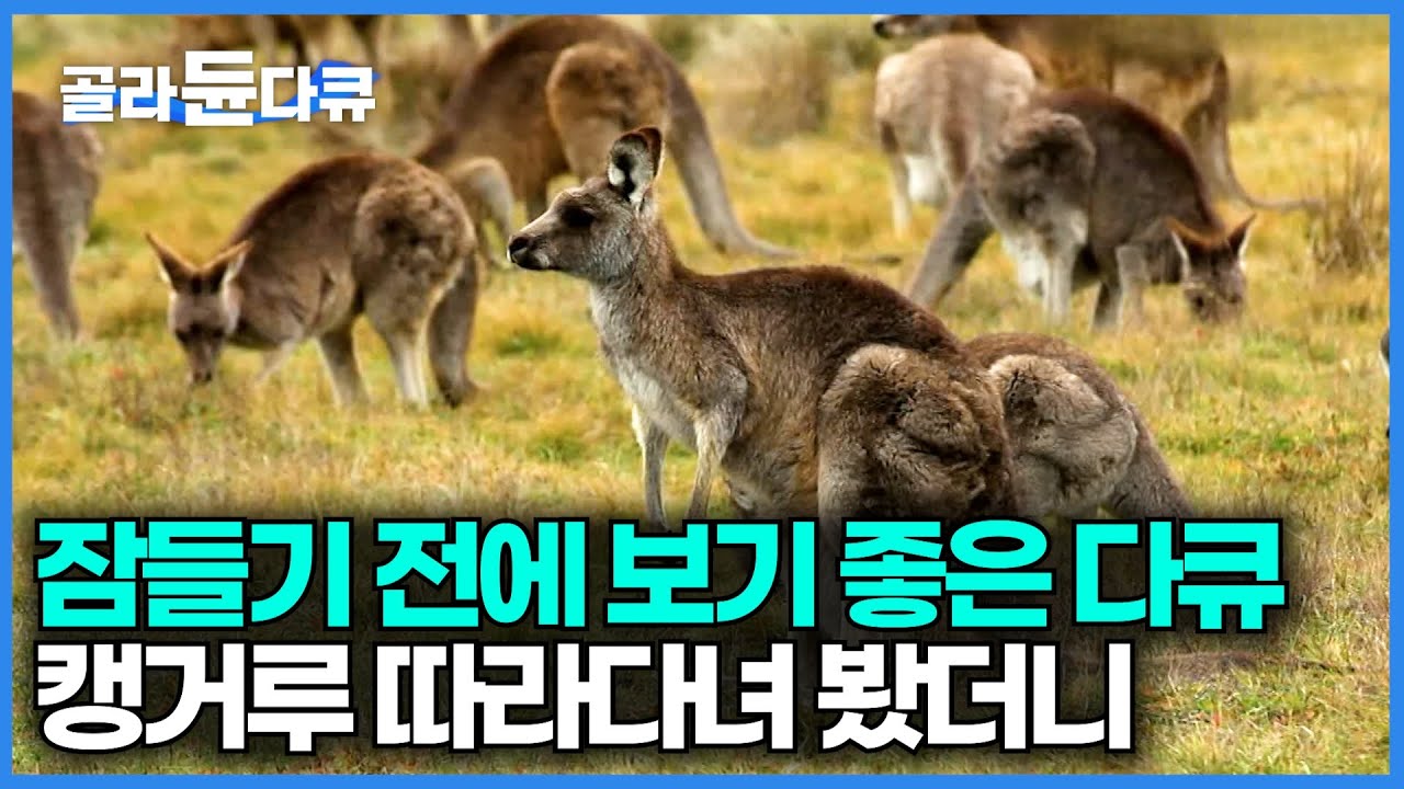 캥거루는 진짜 싸움을 잘할까? 하루 종일 캥거루를 따라다녀봤더니｜캥거루의 삶｜다큐프라임｜#골라듄다큐