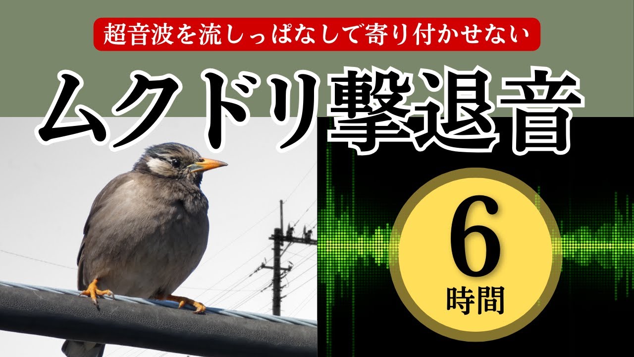 ムクドリ撃退音(6時間)。ムクドリが嫌いな超音波を再生