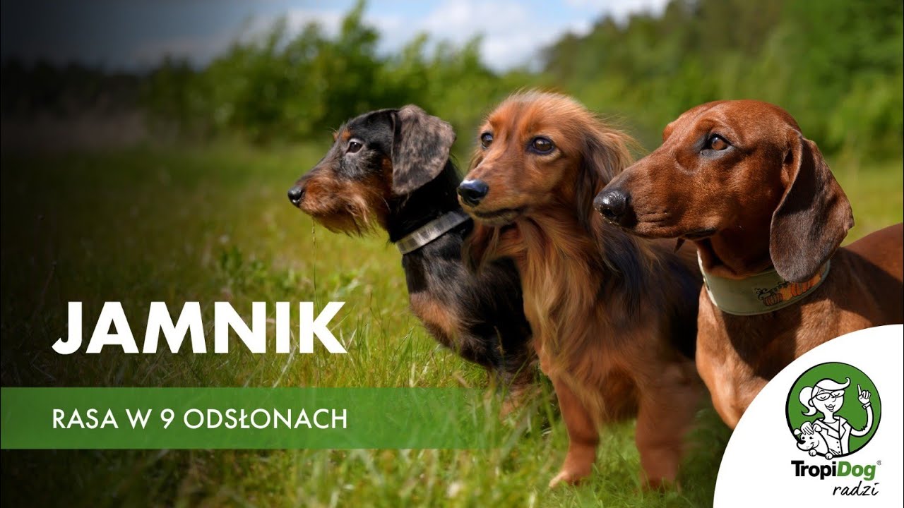 Jamnik - rasa w 9 odsłonach | Wszystko, co musisz o nim wiedzieć 🔍🐕